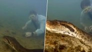 World's Biggest Snake Found in Amazon Rainforest: Northern Green Anaconda Measuring 26ft-Long Discovered in South America; New Species Named 'Eunectes Akayima'
