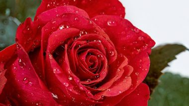 Happy Rose Day 2024 Wishes, Greetings, Images and Quotes for Your Partner