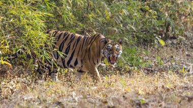 Alcohol Consumption in Tadoba: Five Tourists Fined Rs 5,000 Each, Banned From Further Visits for Drinking During Safari in Tadoba Tiger Reserve