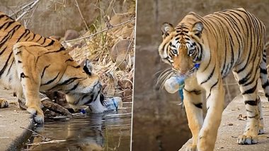 Tiger Removes Trashed Water Bottle From Waterhole in Tadoba National Park, Watch the Viral Video