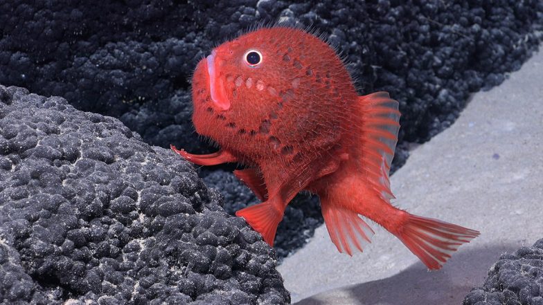 'Walking Fish' Photo Goes Viral: Rare Aquatic Creature Discovered During Deep Sea Expedition off the Coast of Chile (View Pics)