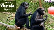 World Bonobo Day Date, History and Significance: Know About the International Observance To Raise Awareness About Bonobos, an Endangered Species of Great Ape