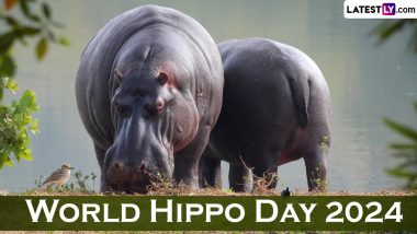 World Hippo Day 2024: Date, History and Significance of the Day That Raising Awareness About Hippopotamuses and Their Conservation