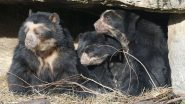 Bear Family Visits Temple: Mother Bear, Three Cubs Enter Shiva Temple in Maharashtra's Buldhana, Heartwarming Video Surfaces