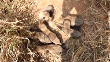 Six Cubs Born to Cheetah Gamini at Kuno Park, Not Five, Clarifies Union Minister Bhupender Yadav (Watch Video)