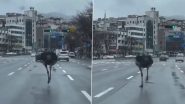 South Korea: Commuters Spot Ostrich Running Loose Amidst Traffic in Seongnam, Video Surfaces