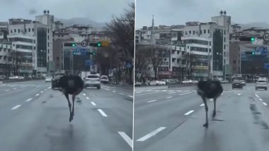 South Korea: Commuters Spot Ostrich Running Loose Amidst Traffic in Seongnam, Video Surfaces
