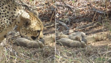 Madhya Pradesh: Female Cheetah Gamini, Brought From South Africa, Gives Birth to Five Cubs in Kuno National Park (See Pics and Video)