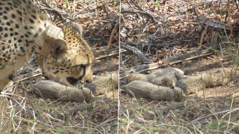 Madhya Pradesh: Female Cheetah Gamini, Brought From South Africa, Gives Birth to Five Cubs in Kuno National Park (See Pics and Video)