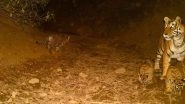 Rajasthan: Tigress Spotted With Three Cubs in Sariska Tiger Reserve (See Pics)