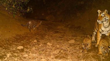 Rajasthan: Tigress Spotted With Three Cubs in Sariska Tiger Reserve (See Pics)
