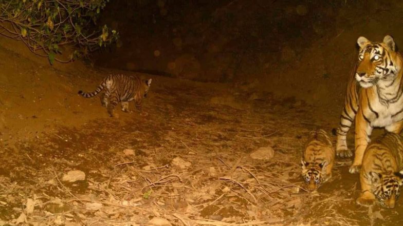 Rajasthan: Tigress Spotted With Three Cubs in Sariska Tiger Reserve (See Pics)