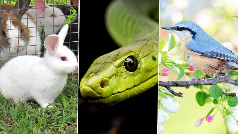 Animal Cruelty in UK: Over 20 Animals ‘Slammed and Stamped’ to Death by Two Schoolboys After They Break In at Environmental College in London, Found Guilty