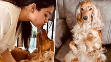 Rashmika Mandanna Reveals What Her Pet Dog Aura Is Upto As Fans Wonder Where She Disappeared
