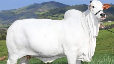 Viatina, a Nelore Cow, Becomes Most Expensive in World After Being Sold for Whopping Rs 40 Crore at Auction in Brazil (See Pic)