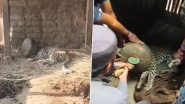 Maharashtra: Forest Department Rescues Leopard After Its Head Stuck in Metal Vessel in Dhule (Watch Video)