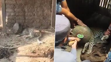 Maharashtra: Leopard Spends Five Hours With Head Stuck in Metal Pot in Dhule District, Rescued by Forest Officials (Watch Video)