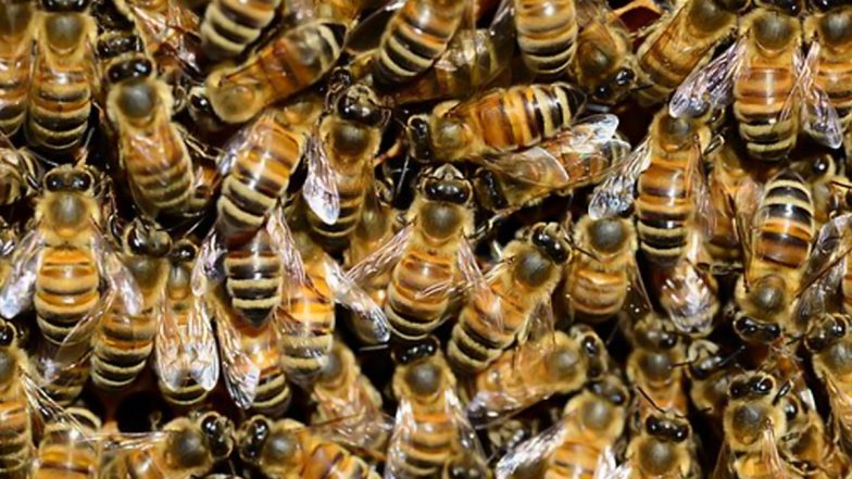 Bee Attack in Uttar Pradesh: One Person Killed, 15 Injured After Swarm of Bees Attack Devotees Enroute Pilua Mahavir Temple in Etawah
