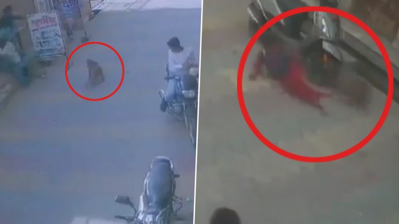 Monkey Attack in Saharanpur: Minor Boy Suffers Injuries After Animal Attacks Him in Uttar Pradesh, Disturbing Video Surfaces