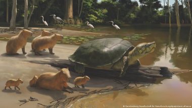 Ancient Giant Turtle Named After Stephen King Character