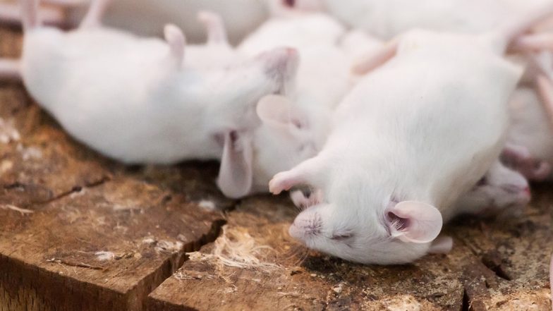 UK: Village in Shock After Dozens of Dead Animals Dumped Outside Broughton Community Shop in Hampshire, Police Launch Probe