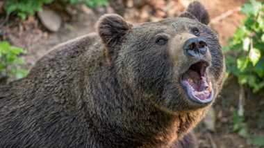 Bear Attack in Slovakia: Woman Dies After Being Chased by Wild Animal in Low Tatras Mountains, Body Recovered From Forest