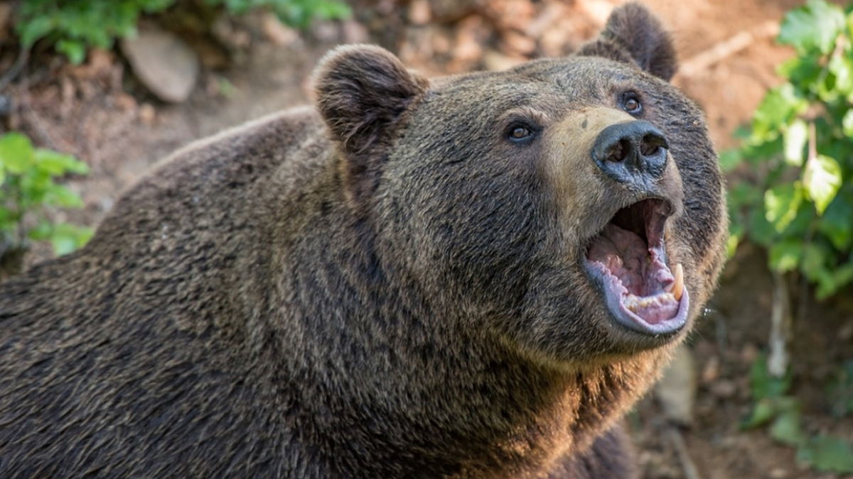 Bear Attack in Slovakia: Woman Dies After Being Chased by Wild Animal in  Low Tatras Mountains, Body Recovered From Forest