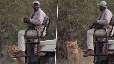Oblivious Safari Guide Comes Face to Face With Lion, Spine-Chilling Video Goes Viral