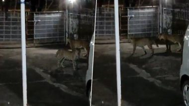 Madhya Pradesh: Leopard Family Caught on Camera Roaming Freely in Jabalpur's Ordnance Factory Residential Area; Video Goes Viral