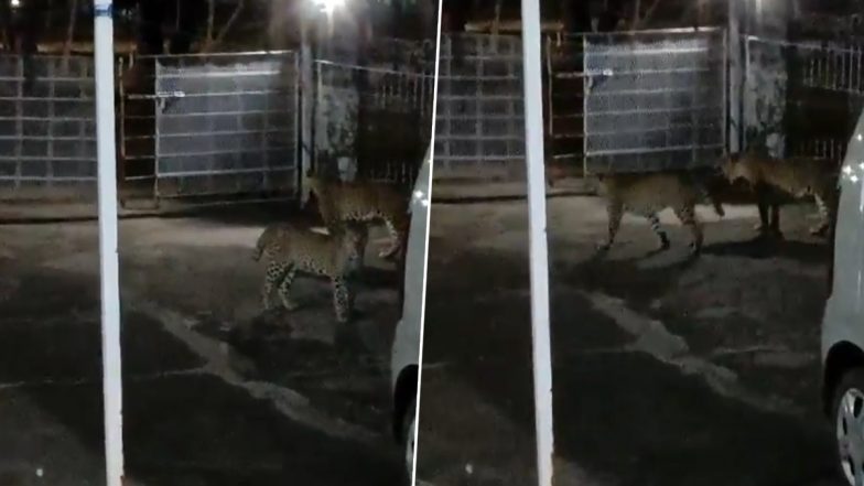 Madhya Pradesh: Leopard Family Caught on Camera Roaming Freely in Jabalpur's Ordnance Factory Residential Area; Video Goes Viral