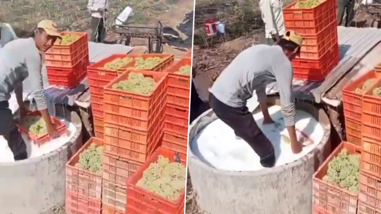 Video Shows Farmers Rinsing Grapes Into 'Pesticides'? Clip of Raisin Making Process Goes Viral With Misleading Claim, Here's Fact Check