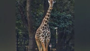 India News | Vizag Zoo Reports More Than Half a Dozen Animal Deaths in Last Year