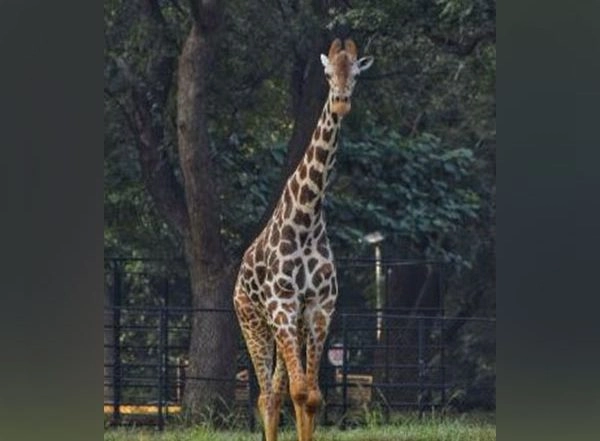 India News | Vizag Zoo Reports More Than Half a Dozen Animal Deaths in Last Year