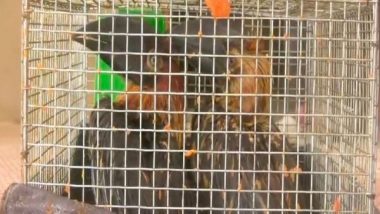 India News | 52 Smuggled Indonesian Birds, Animals Rescued in Assam; Two Arrested