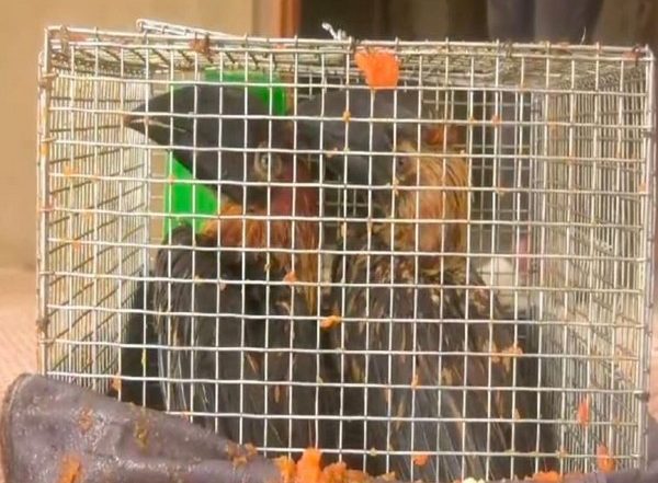 India News | 52 Smuggled Indonesian Birds, Animals Rescued in Assam; Two Arrested