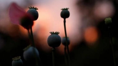 World News | Concern Sparks over as Afghanistan Emerges as Hub of Narcotics Production