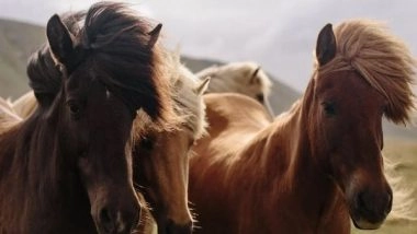 World News | 119 Horses from 15 Countries to Compete in Dubai World Cup 2024