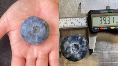 World’s Heaviest Blueberry: Australian Blueberry Breaks Guinness World Record As Heaviest Ever (Watch Video)