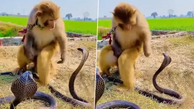 Chained Monkey Fearlessly Engages With Deadly Cobras, Disturbing Viral Video on Animal Cruelty Will Make You Question Everything