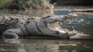 Crocodile Attack in Karnataka: Elderly Farmer Taking Bath in River in Belagavi Attacked by Crocodile, Dies
