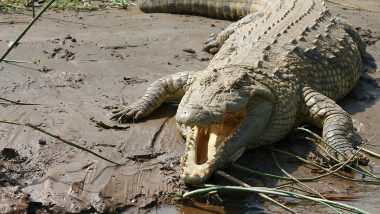 Crocodile Attack in Odisha: 34-Year-Old Man Killed by Crocodile in Kendrapara District, Half-Eaten Body Found