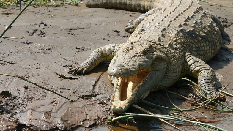 Crocodile Tied to Pole, Tortured for Hours by Locals After Entering Village in Uttar Pradesh’s Lakhimpur Kheri; Video Surfaces