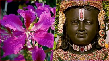 Natural Holi Gulal Made With Kachnar Flowers: Ram Lalla Will Be Applied Herbal, Skin-Friendly Colours This Holi 2024