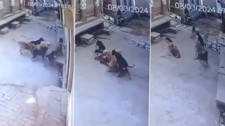 Dog Attack Caught on Camera in Amroha: Pack of Stray Dogs Chase and Drag Girl in Uttar Pradesh, Locals Rush to Save Her; Disturbing Video Surfaces