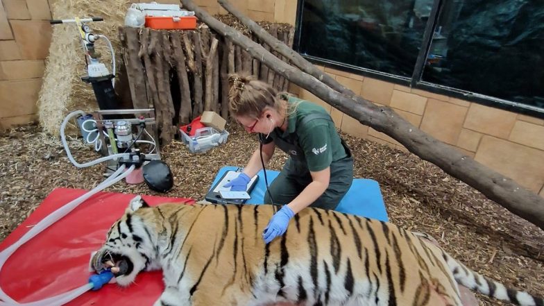 UK: Dentists Perform Root Canal on 170 Kg Male Tiger in Hampshire Zoo, Pics Surfaces