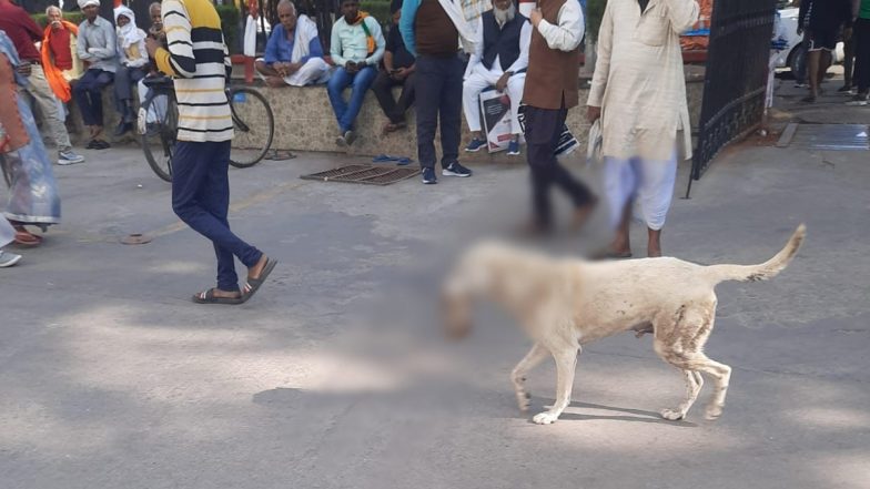 Lucknow Shocker: Stray Dog Carries Severed Human Hand in Jaws in KGMU Campus, Disturbing Sight Causes Panic Among Onlookers (See Pic)