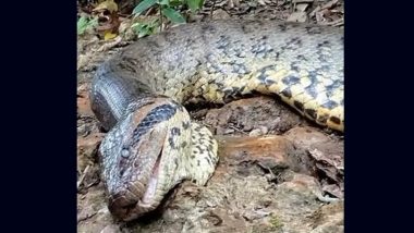 Giant Anaconda Found Dead in Brazilian Amazon: Ana Julia, ‘World’s Largest Snake’, Allegedly Shot Dead by Hunters a Month After Biologists Discovered It (See Pic)