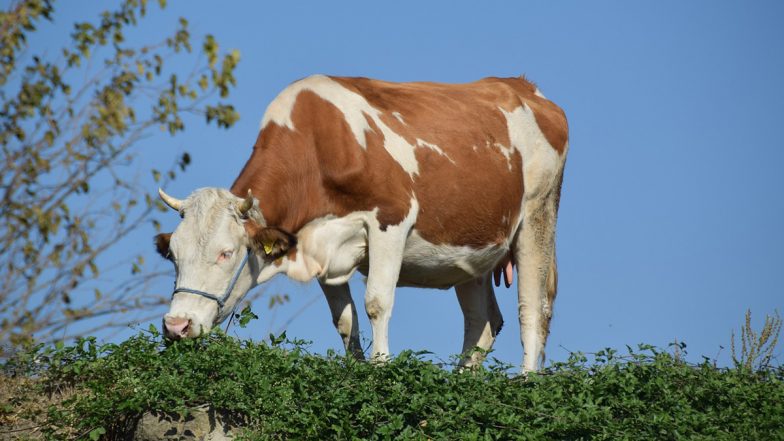 Bird Flu Human Case in US: Health Alert Issued After First Human Case of H5N1 Avian Flu Reported in Texas, Patient Got Infection Through Dairy Cattle