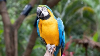 ‘Parrot Fever’ Claims Five Lives in Europe: From Symptoms to Treatment, All You Need to Know About Psittacosis
