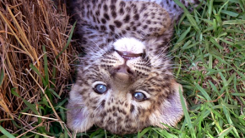Maharashtra: Leopard Cub Found Seriously Injured After Being Hit by Vehicle in Nagpur; Rescued